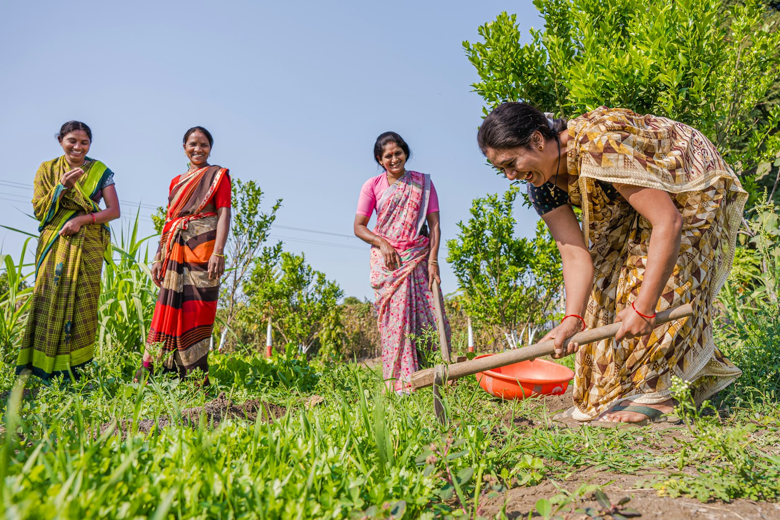 Four women in saris working a green field in rural India